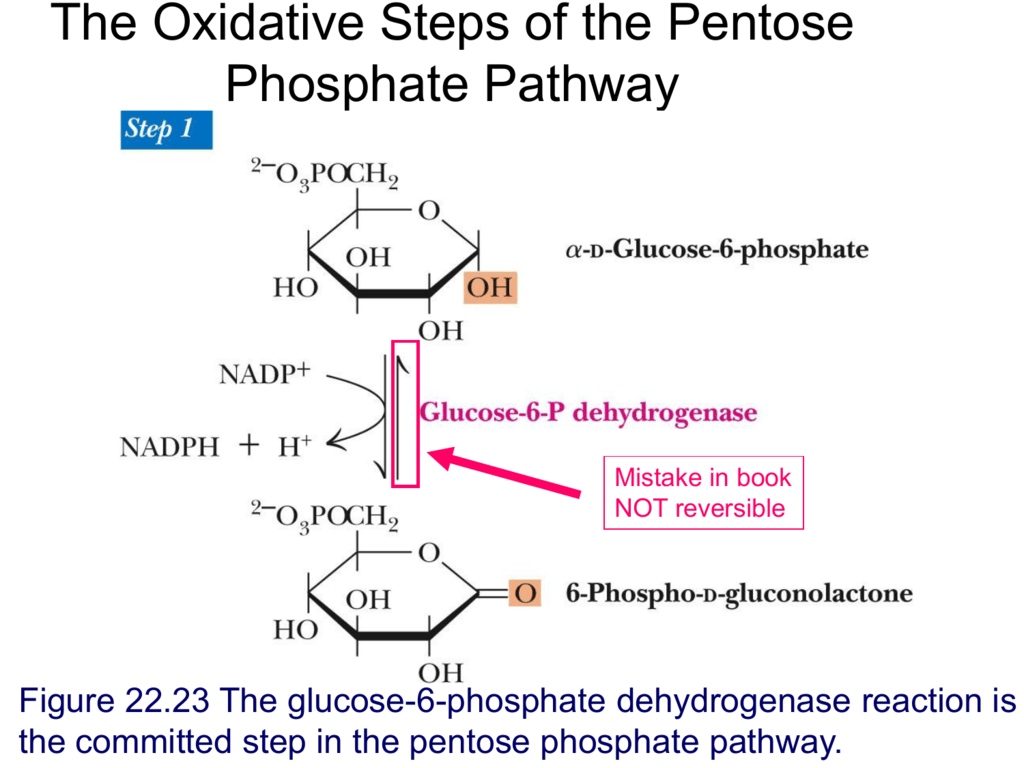 First reaction. Pentose phosphate Pathway. Glucose oxidation Reactions. Scheme of the pentose phosphate Pathway of glucose oxidation. Pentose phosphate Pathway Regulation.