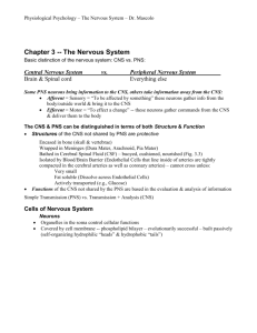 The Nervous System - El Camino College