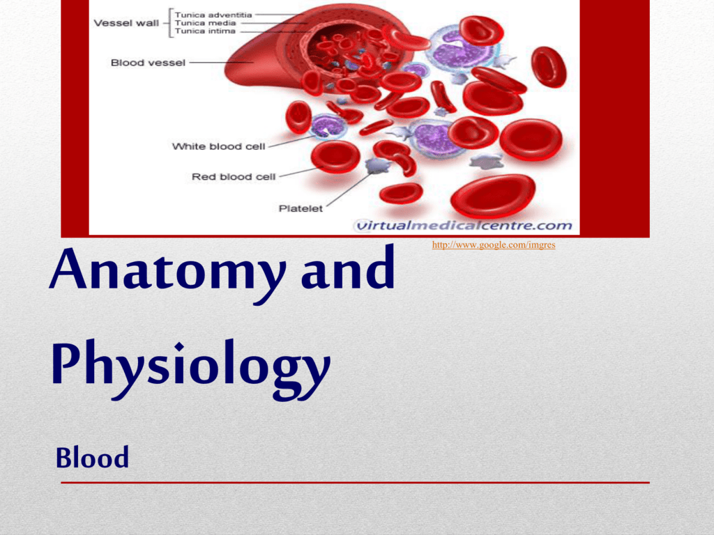 Anatomy Of Red Blood Cells - Anatomy Drawing Diagram