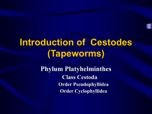Introduce Cestodes