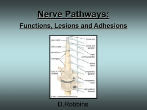 Spinal Nerve Pathways: Functions, Lesions and Adhesions