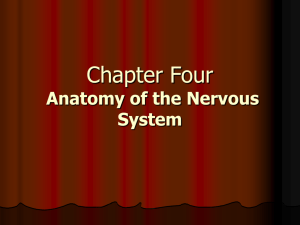 Figure 4.5 The human nervous system.