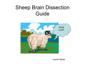 Sheep Brain Dissection Guide - cart