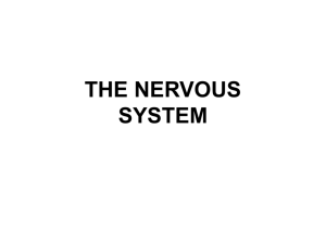 the nervous system - Dominican