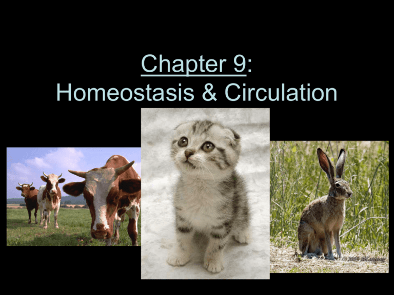 Section  Notes – powerpoint