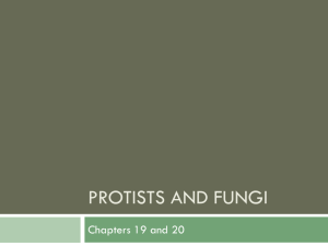 Protists and fungi