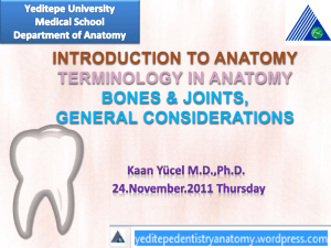 PowerPoint Sunusu - Yeditepe University Dentistry Anatomy