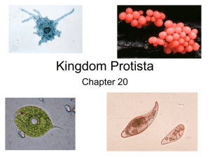Kingdom Protista - SandersBiologyStuff