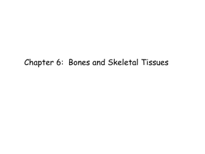 Spongy bone Compact bone