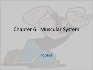 CHAPTER 8: SKELETAL MUSCLES