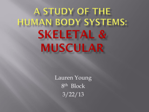 A study of the Human Body Systems: Skeletal & Muscular