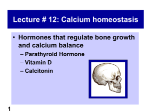 1 Lecture # 12: Calcium homeostasis Hormones that regulate bone