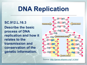 L.16.3 DNA Replication