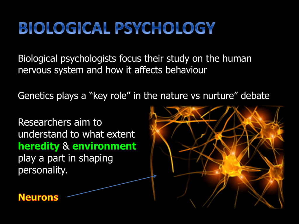 day-6-biological-psychology