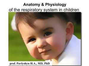 07_Anatomo-physiological peculiarities of the respiratory system