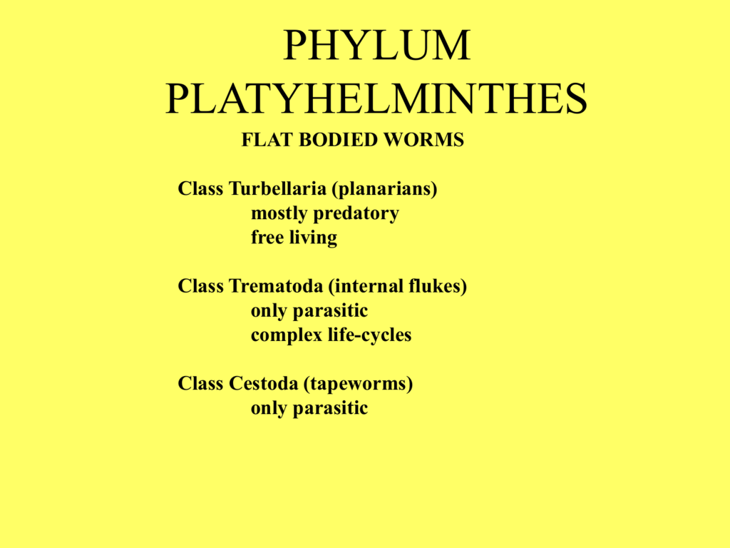 Clase și exemple de platyhelminthes