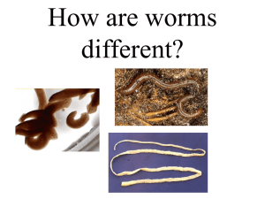 kinds of worms - Local.brookings.k12.sd.us