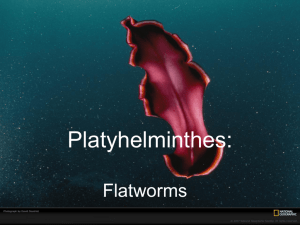Phylum Platyhelminthes - Emerald Meadow Stables