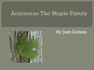 Plant Class Sp 2010/Aceraceae The Maple Family Josh received 20