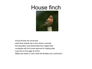 House finch
