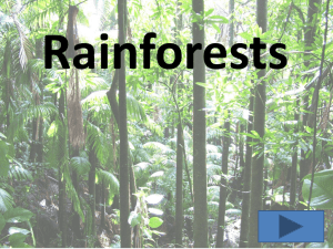 Rainforest - WordPress.com