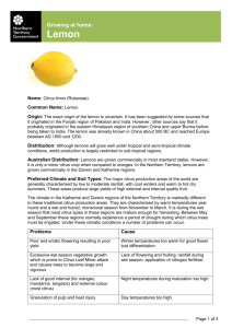 Growing at home- Lemon - Northern Territory Government