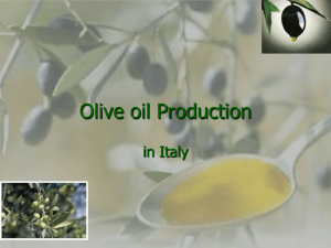 Olive oil Production