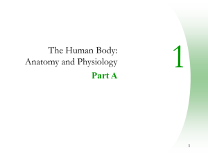 Chapter 1: Human Body