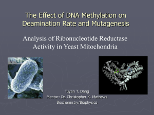 The Effect of DNA Methylation on Deamination Rate and Mutagenesis