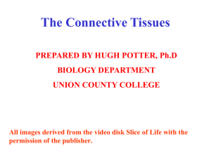 The Connective Tissues - Faculty
