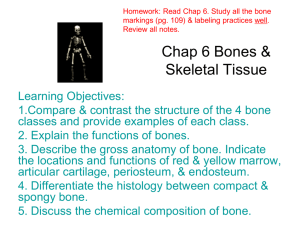 Chap 6 Bones & Skeletal Tissue