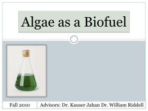 Algae as a Biofuel