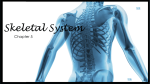 Skeletal System - Castle High School
