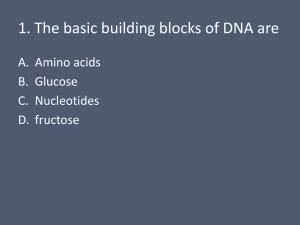DNA Clicker Questions (Answer key at the end)