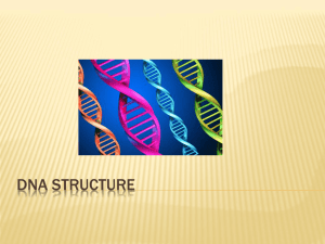 DNA and RNA presentation