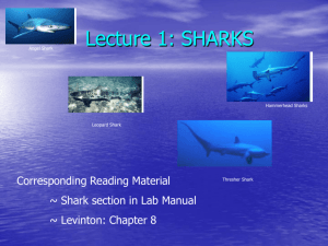 Lecture 1: SHARKS