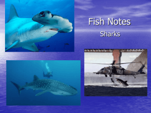 Fish Notes