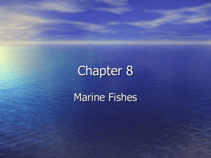 Marine Fishes - Currituck County Schools