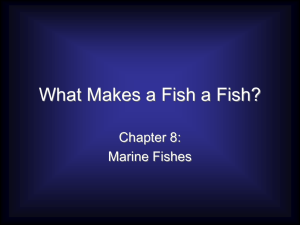 What Makes a Fish a Fish?