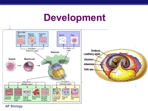 Development PPT