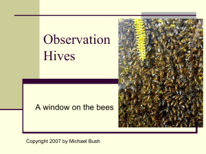 Observation Hives