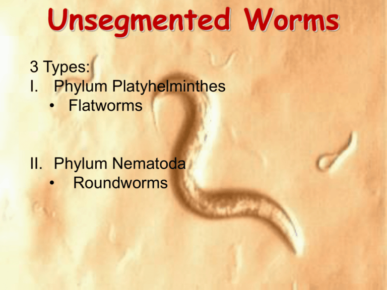 phylum platyhelminthes ppt Trichomonas átvitt állapotban
