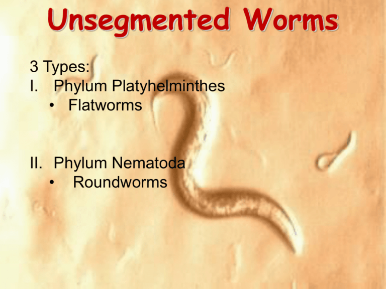 phylum platyhelminthes ppt)