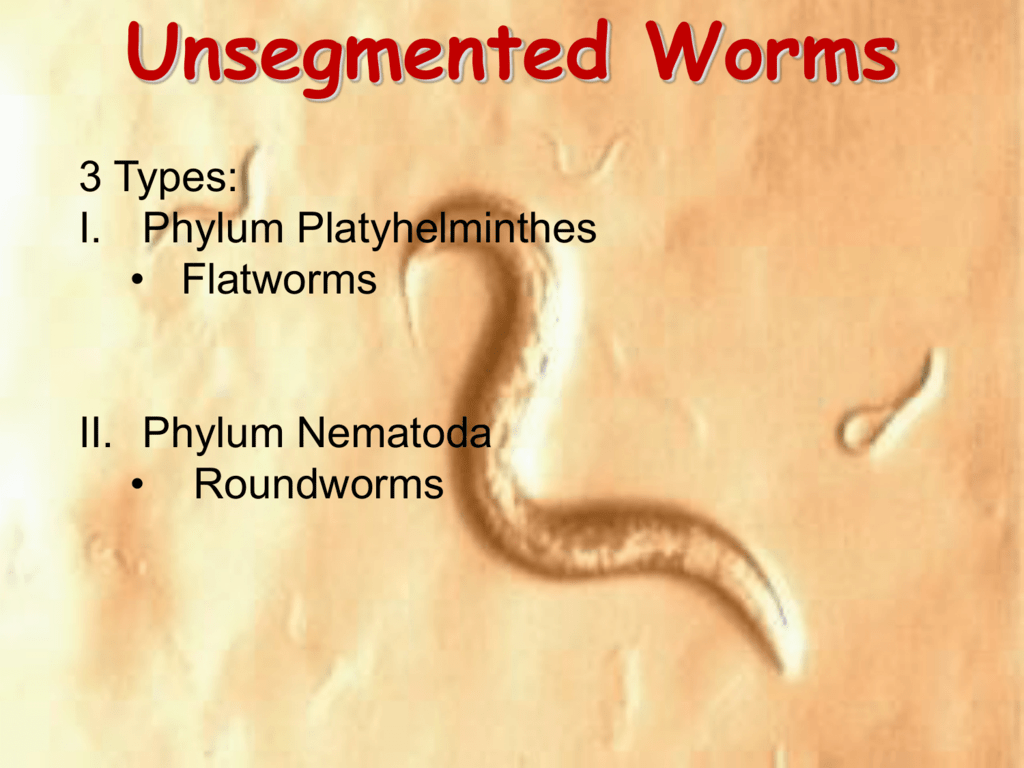 Perbedaan platyhelminthes nematoda annelida