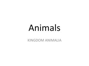 What are Animals?
