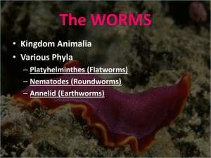 Z - Flatworms and Roundworms