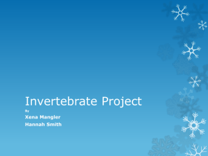 Invertebrate Project