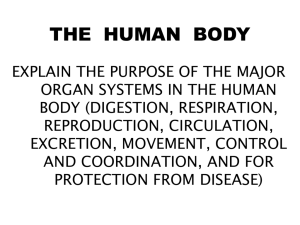 THE HUMAN BODY