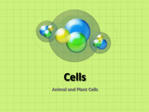 Animal Cell - Lyndhurst School District