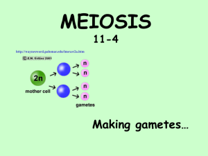 meiosis114